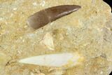 Fossil Plesiosaur Tooth & Enchodus Tooth - Morocco #121746-1